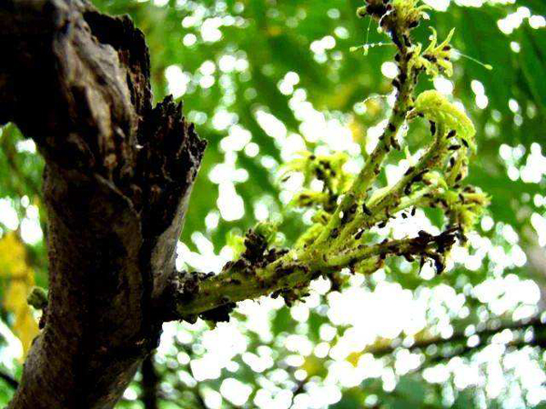 栾树病虫害防治有哪些,栾树的病虫害防治