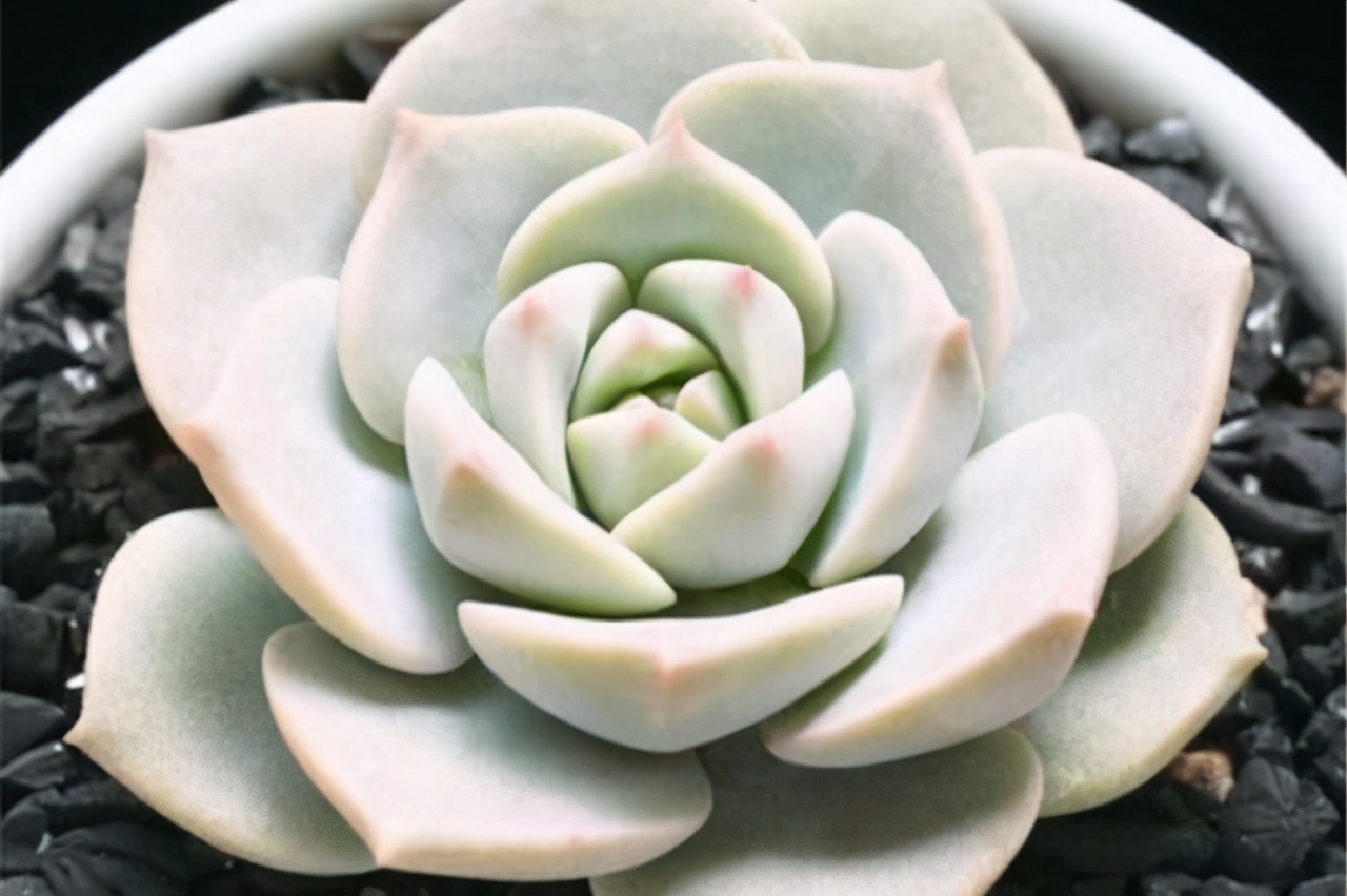 耐热多肉品种大全图片,夏季好养的多肉品种大全