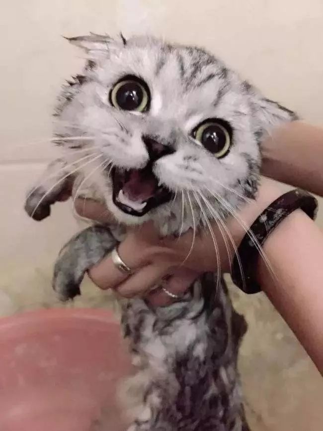 冬天给猫咪洗澡会不会感冒,猫咪冬天洗澡会感冒吗