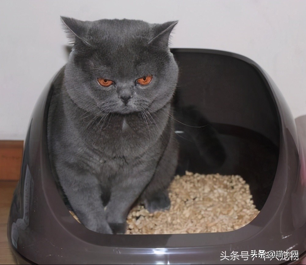 39天小猫软便,老是软便