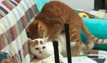 猫咪随便大小便如何纠正,猫咪随便大小便怎么办