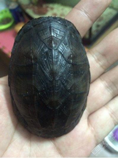 捡的大乌龟能养吗有没有忌讳什么,野生龟与饲养乌龟的区别