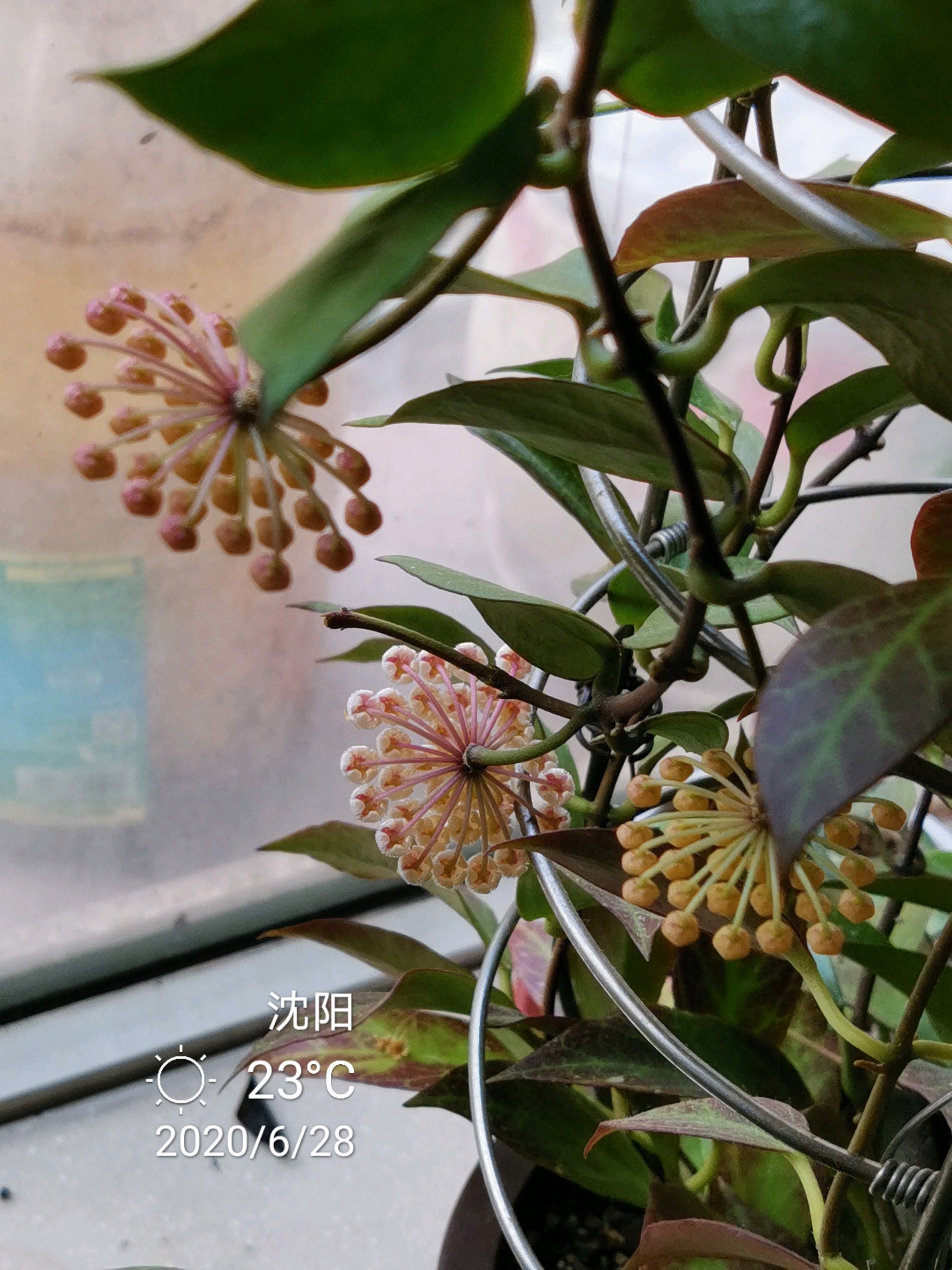 室内养花，养棵“苏奈”球兰吧，皮实好养，开花勤奋，花香飘满屋