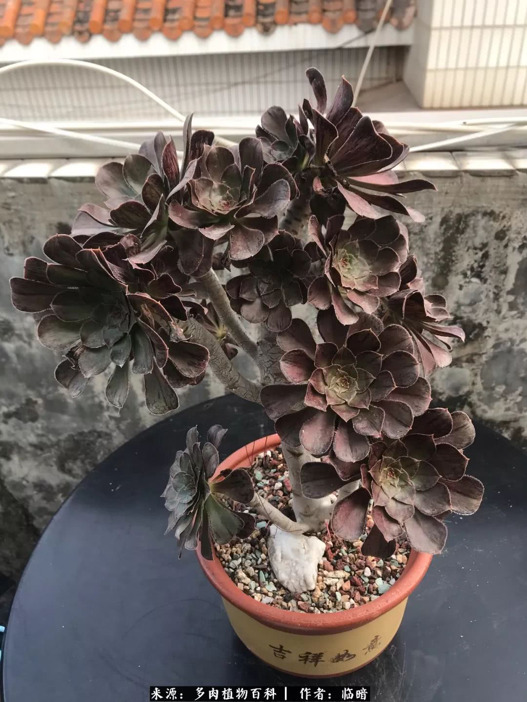 多肉带给我的感情,多肉给人们带什么作用