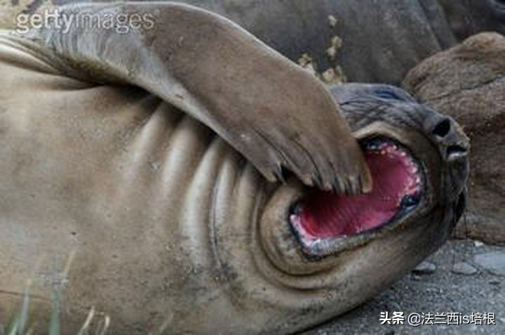 猫咪会动小鸟吗,猫咪会欠揍吗