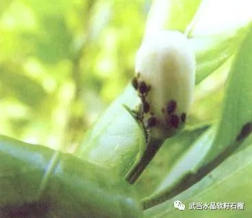 石榴生虫的视频,石榴生虫用什么方法好