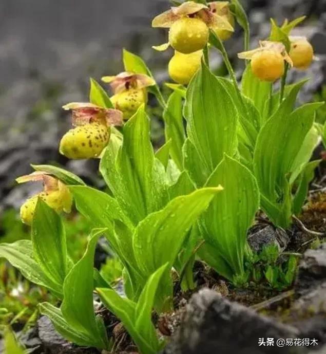 国家二级黄花杓兰,黄花杓兰与西藏杓兰