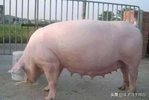 牛母猪产后三联症是什么,母猪产后三联解决方法