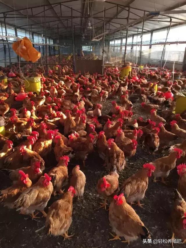 鸡伸脖子张嘴怎么治,鸡张嘴喘气用什么家常药