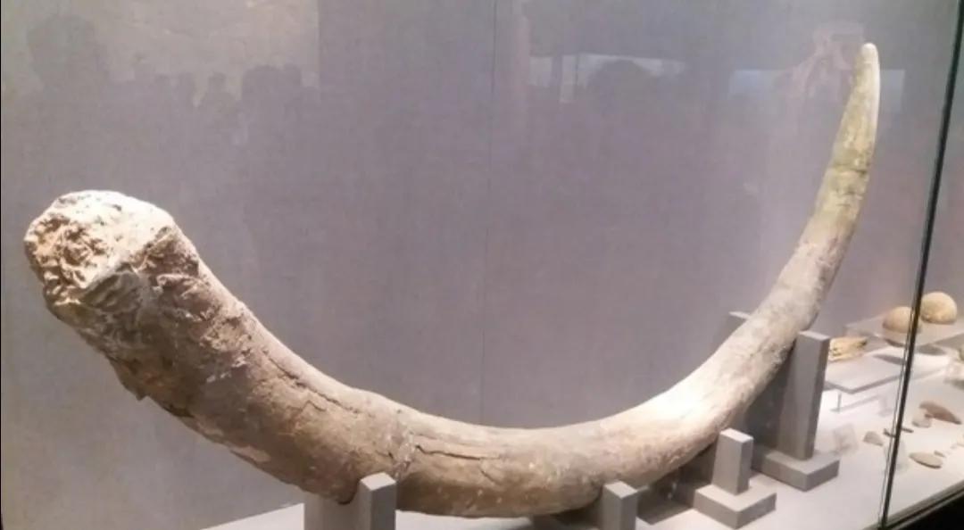 我们中华民族为什么称为炎黄子孙,黄帝和炎帝为什么称为炎黄子孙