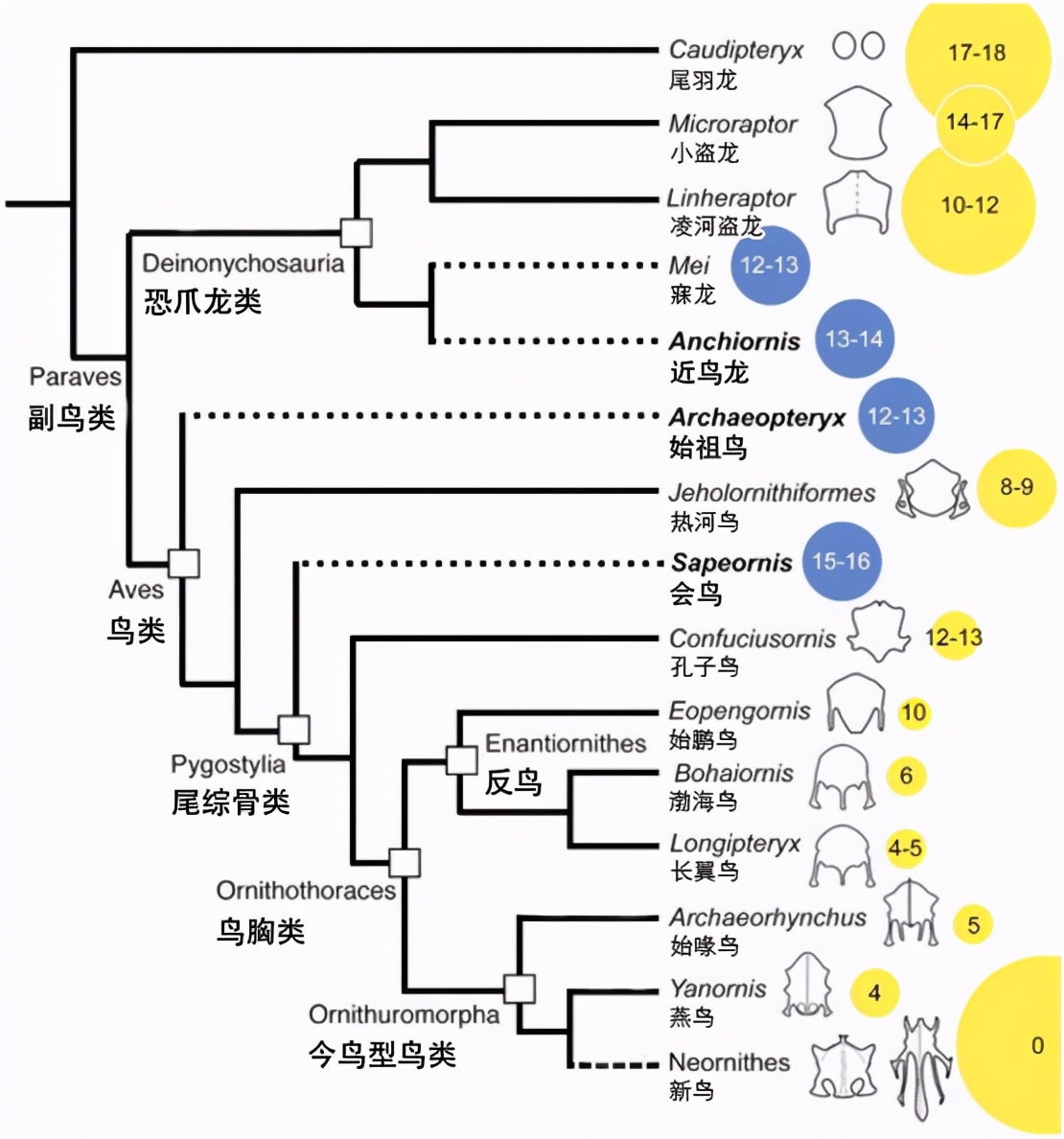 克隆黑足鼬的诞生,黑足鼬被复活