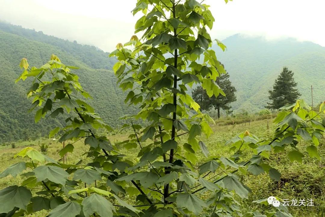 大理云龙上央视啦！这次因为漾濞槭