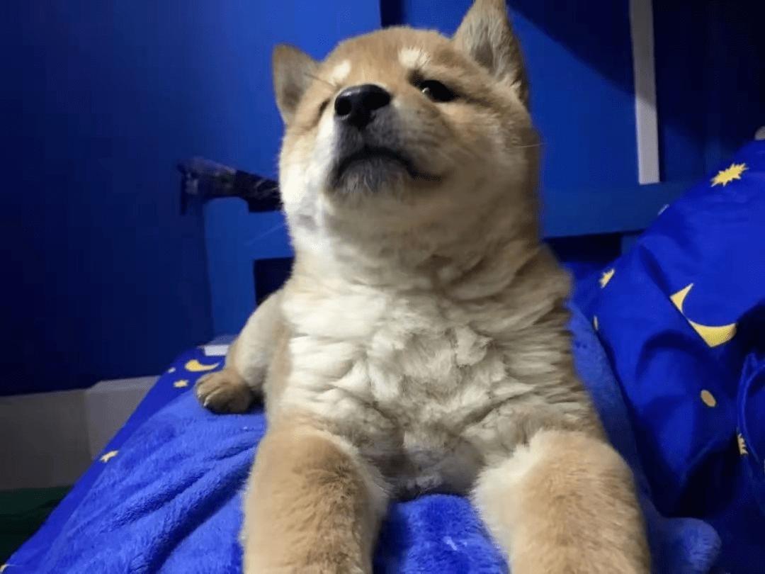 广东遛狗不牵绳抓狗现场大快人心,珠海查未拴绳狗