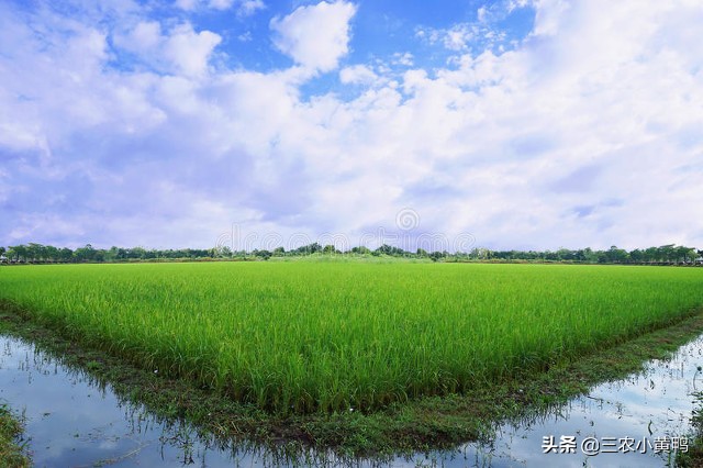 今天六月六，俗语“雨打六月六，四十五天暴”，啥意思？