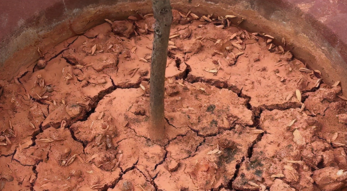 养花旺季春天，作为园艺新人，该怎么正确使用白醋、大蒜？