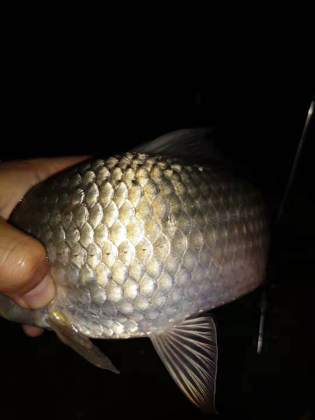 500g大鲫大鲤钓鱼添加剂,钓鱼小药添加剂一瓶搞定价格表