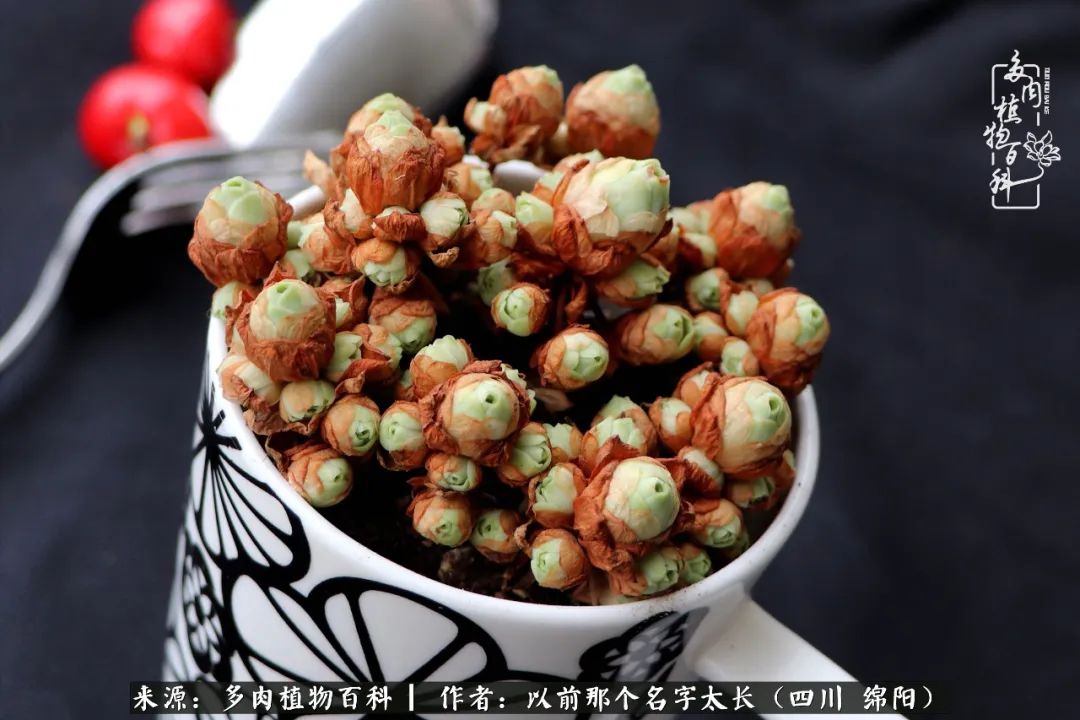 山地玫瑰夏天,山地玫瑰花怎么玩