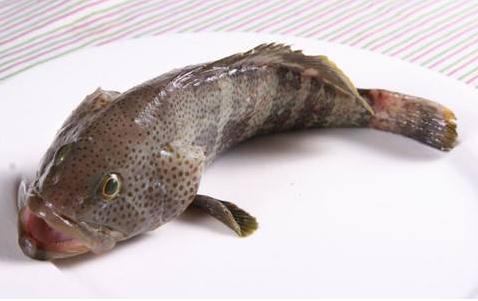 驱除石斑鱼身上蚂蟥的成功案例