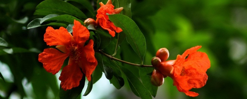 石榴花有毒吗能在卧室养吗,石榴花好养还是苹果花好养