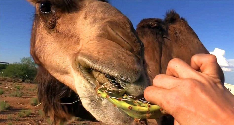 骆驼为什么会被人称为沙漠之舟,为什么骆驼被称为沙漠之舟呢