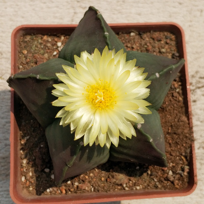 仙人掌100种图片大全,仙人掌开花的美图