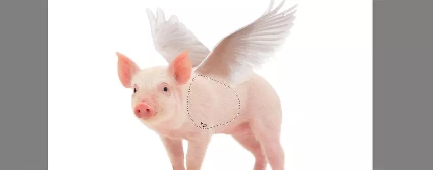 ps小猪怎么做,ps怎么合成驴子