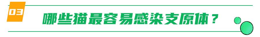 支原体感染家里有猫,猫的支原体感染会传染人吗