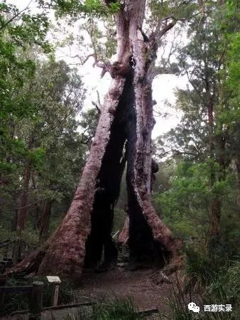 中国小伙独自一人荒野生活,中国男子荒野独居