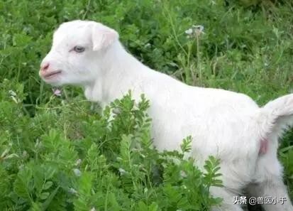 母羊胎衣不下的解救技术