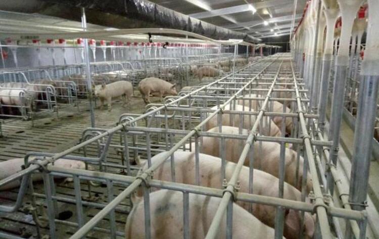 正大100万头生猪产业链项目,牧原50亿养猪场