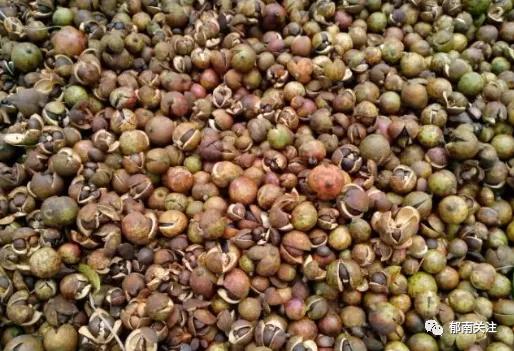 “茶油煮饭，锅底刮烂”！罗定的你试过了吗？