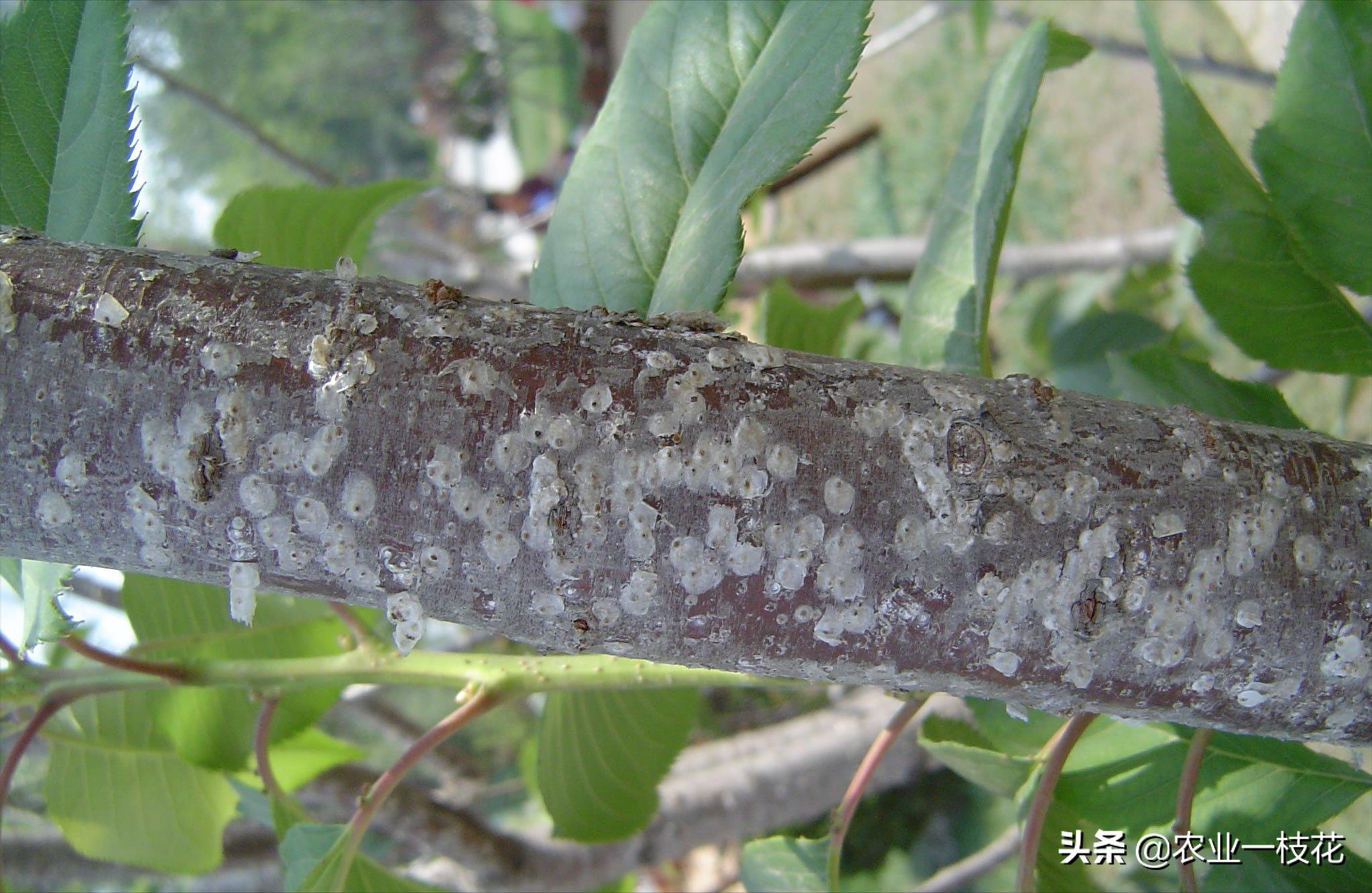 树枝上有白点是什么原因,桑白蚧和蚧壳虫怎么区别
