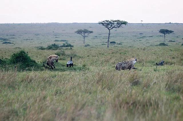 平头哥对上“非洲二哥”谁会赢？一个是真“虎”，一个是真牛