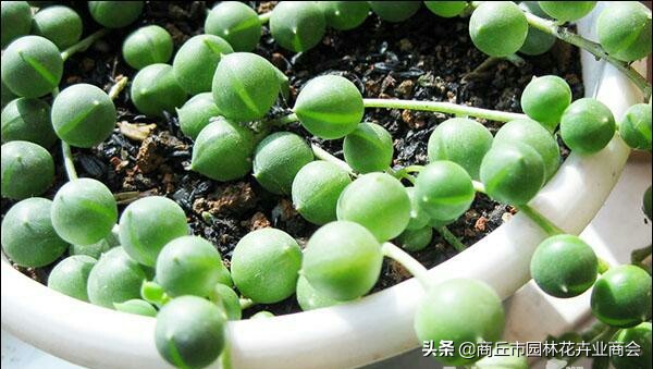 稻壳灰有什么好处,稻壳灰的作用及使用方法