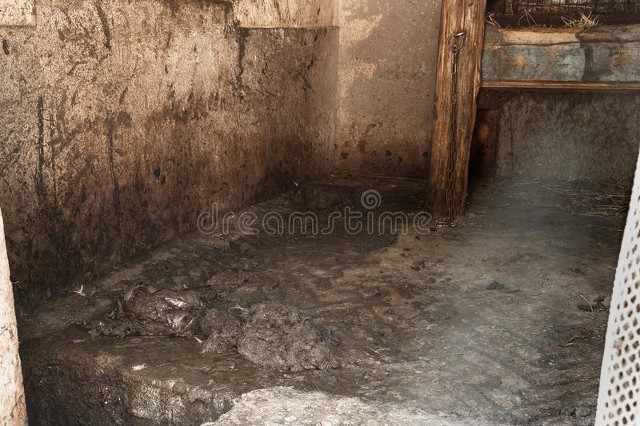 母牛的发情与配种