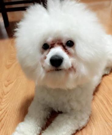 比熊犬总是眼屎多,比熊犬眼泪眼屎多滴什么眼药水