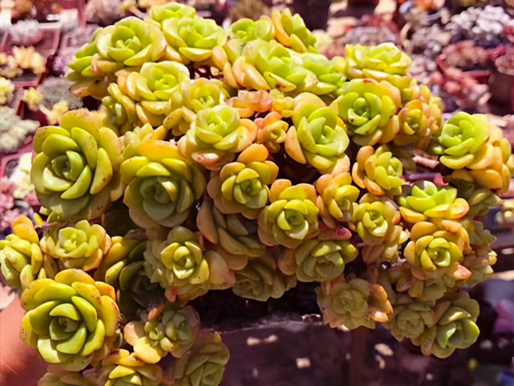 多肉徒长了之后怎么养成老桩,多肉徒长如何操作快速成老桩