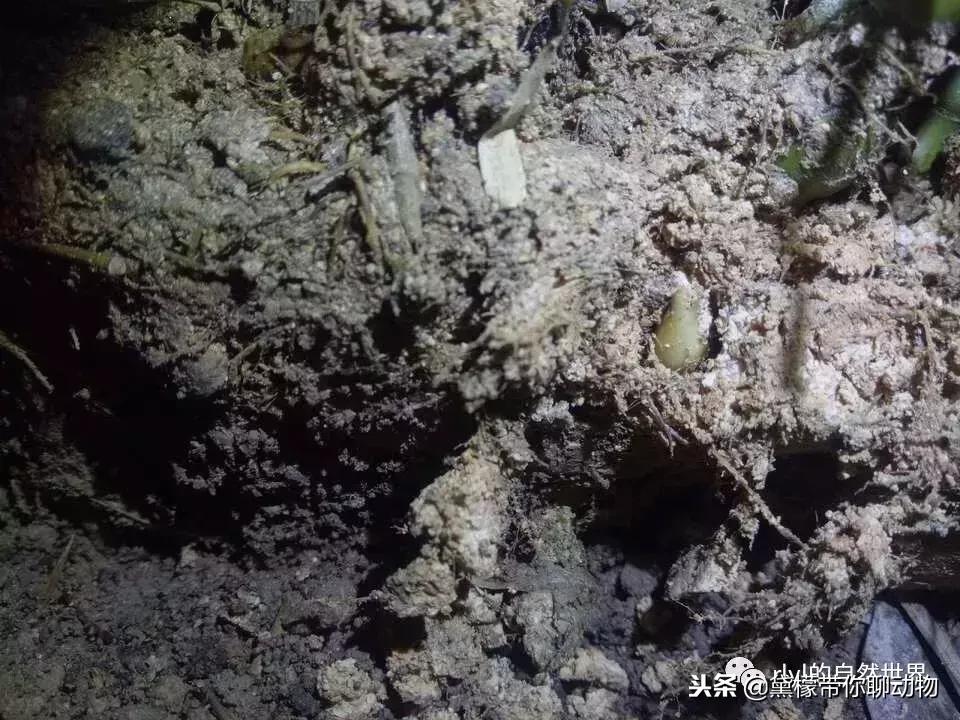 丛林造景黄缘龟池设计图大全,龟宝宝黄缘龟生态缸造景教程