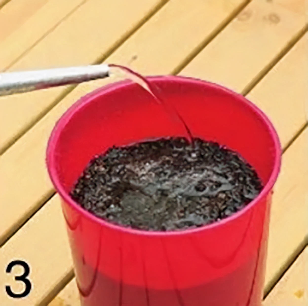 “大米熟了”，不是锅里煮的，而是阳台上栽的，一起来采摘吧