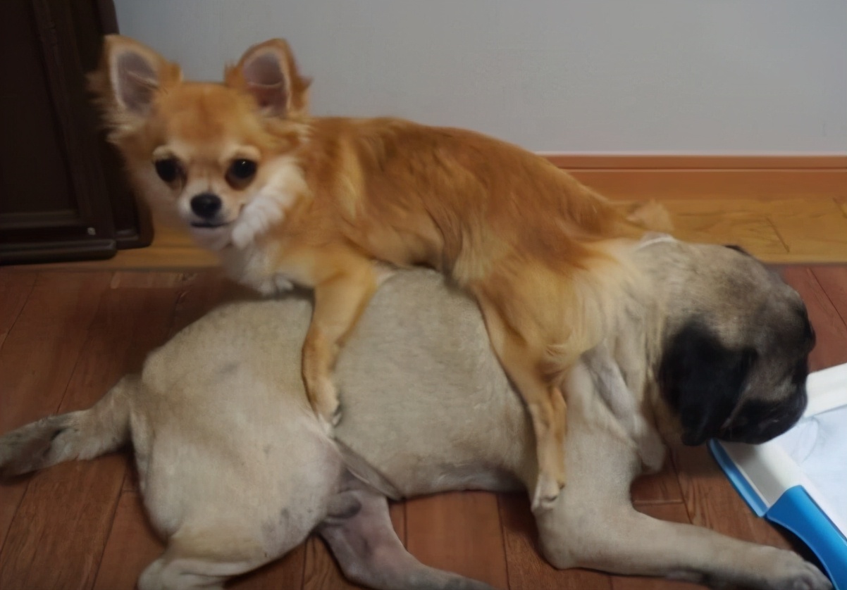 “忽悠”我买吉娃娃的人,你们把我害苦了