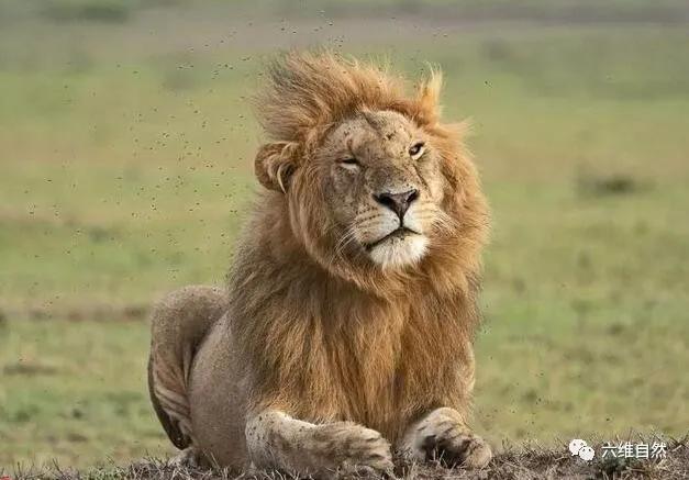 雄狮被攻击为什么雌狮不帮助,雄狮战败回狮群被攻击