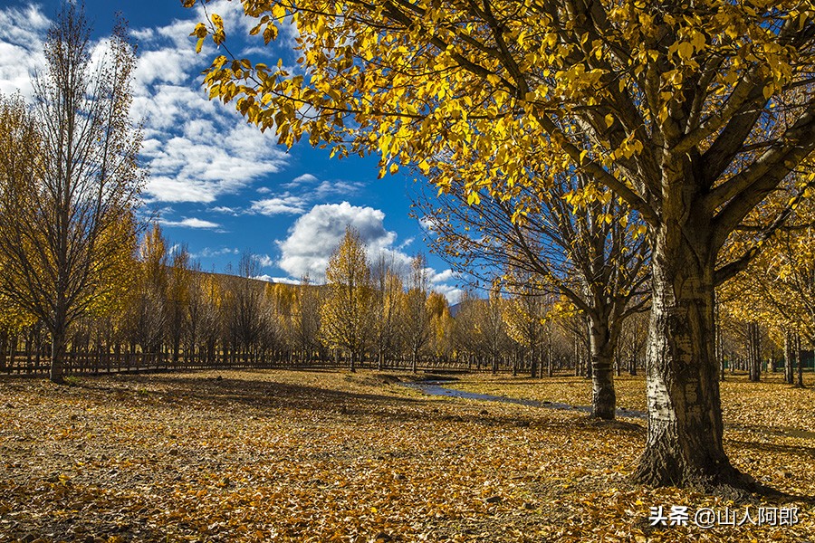 宸濊タ楂樺師澶ц崏鍘熺殑璺笂鐓х墖,闈掕棌楂樺師涓婄殑鑽夊師闆北椋庢櫙