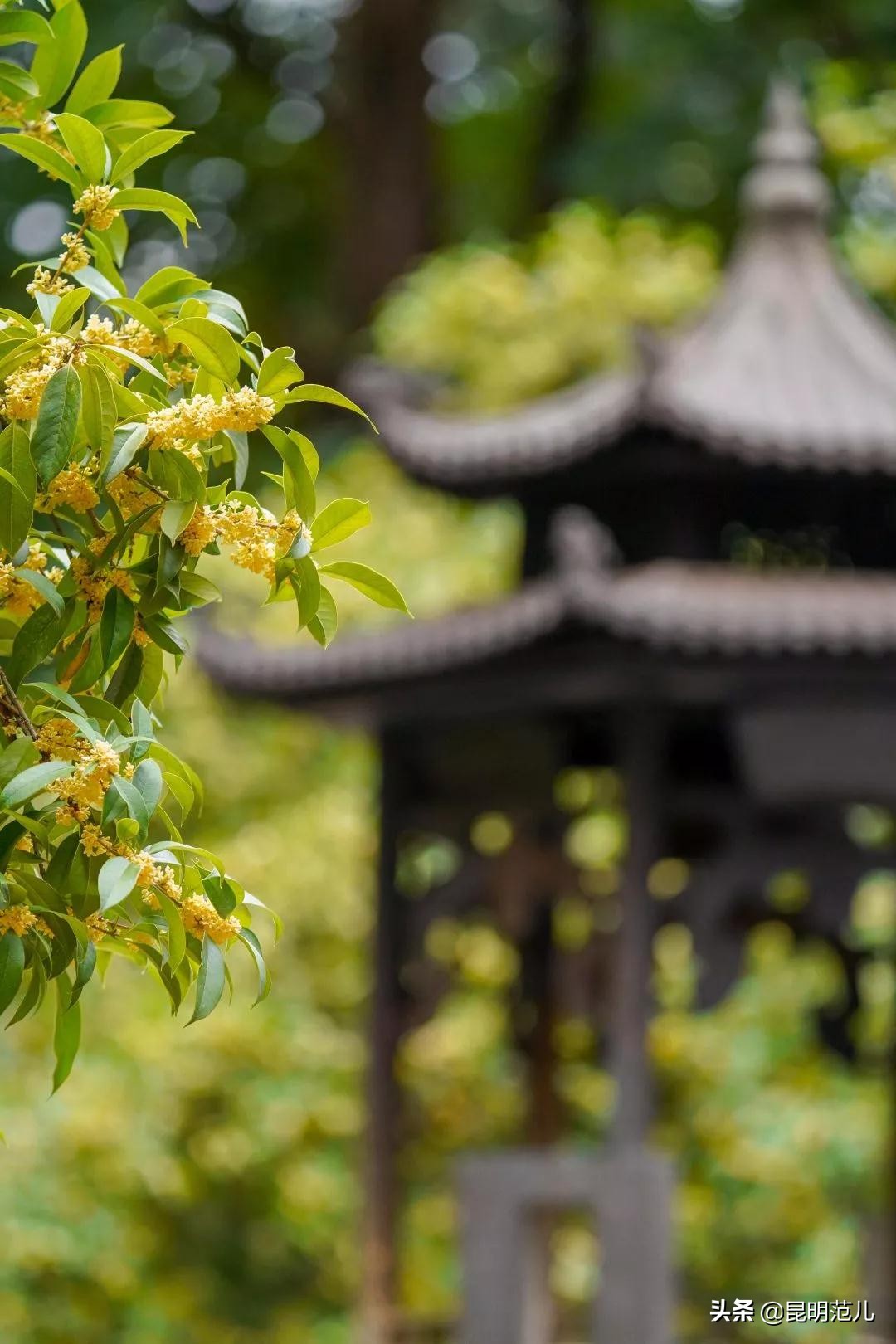 桂花落雨满园香|来黑龙潭公园感受初秋的气息