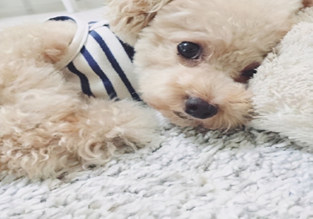 狗狗拉肚子用蒙脱石散还是土霉素,治狗狗拉肚子土方法