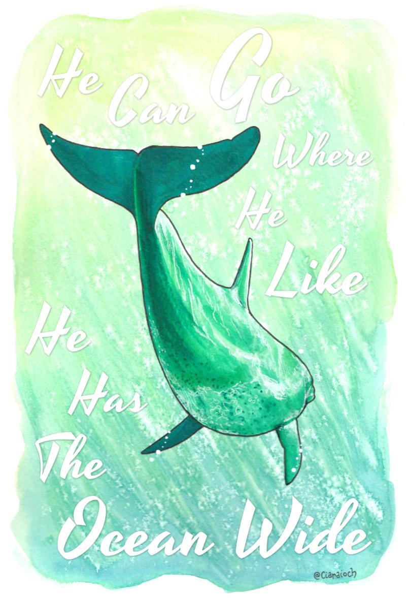 陪伴人类37年后，爱尔兰的明星海豚消失于海上