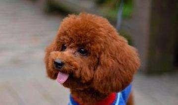 喜欢泰迪的你，在为爱犬挑选狗粮时，要掌握这些要点