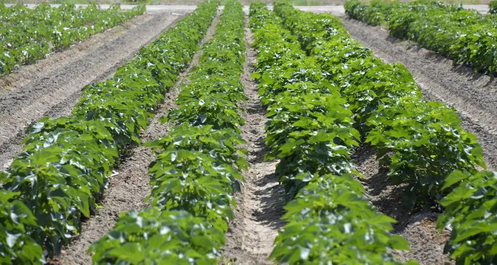 新棉花的特点,新棉花已十年了还能用吗