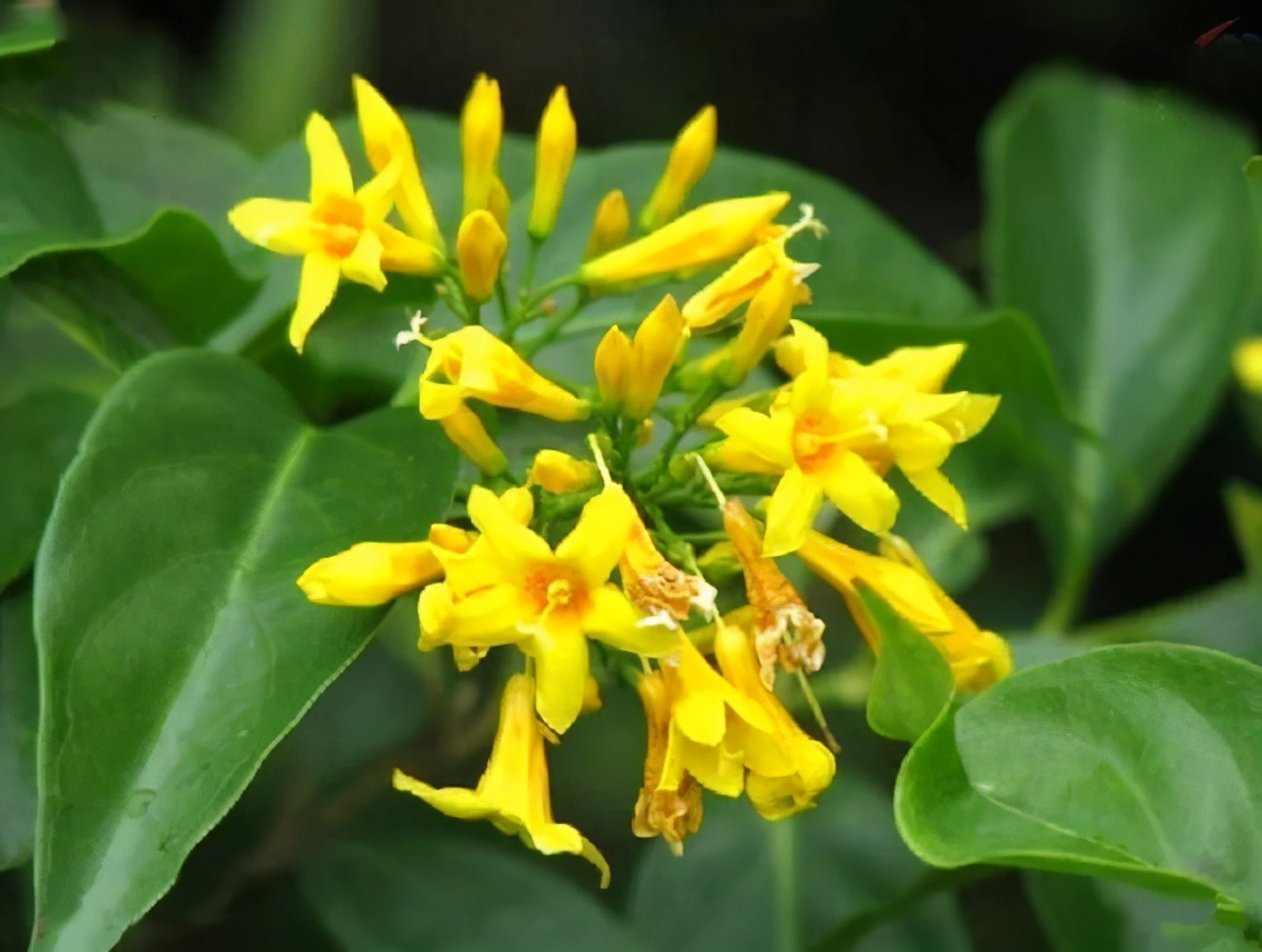 毒性极强的花,网红花的危害