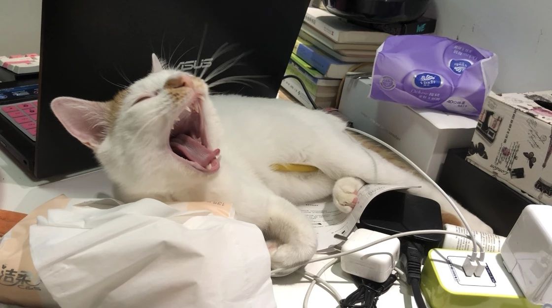 猫咪贫血药物治疗多久恢复,猫咪贫血的原因是什么有什么症状