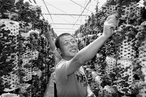 小小“黑金”为中欧经贸注入新动能——黑龙江省东宁市供销合作社助力黑木耳产业发展纪实